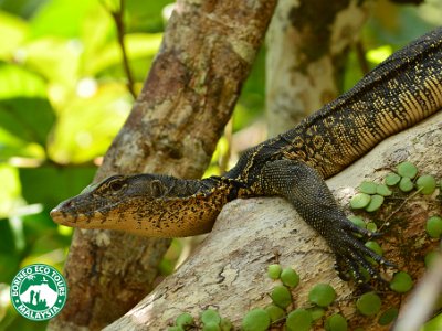 Monitor lizard (2)